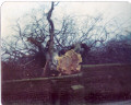 Wet Ings Lane Beech Tree 1979
